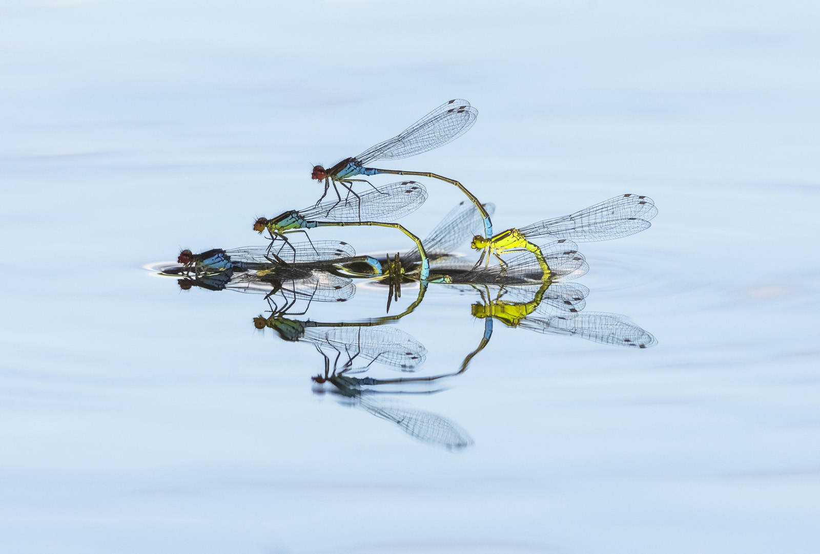 Robert Page Photography - Damselflies