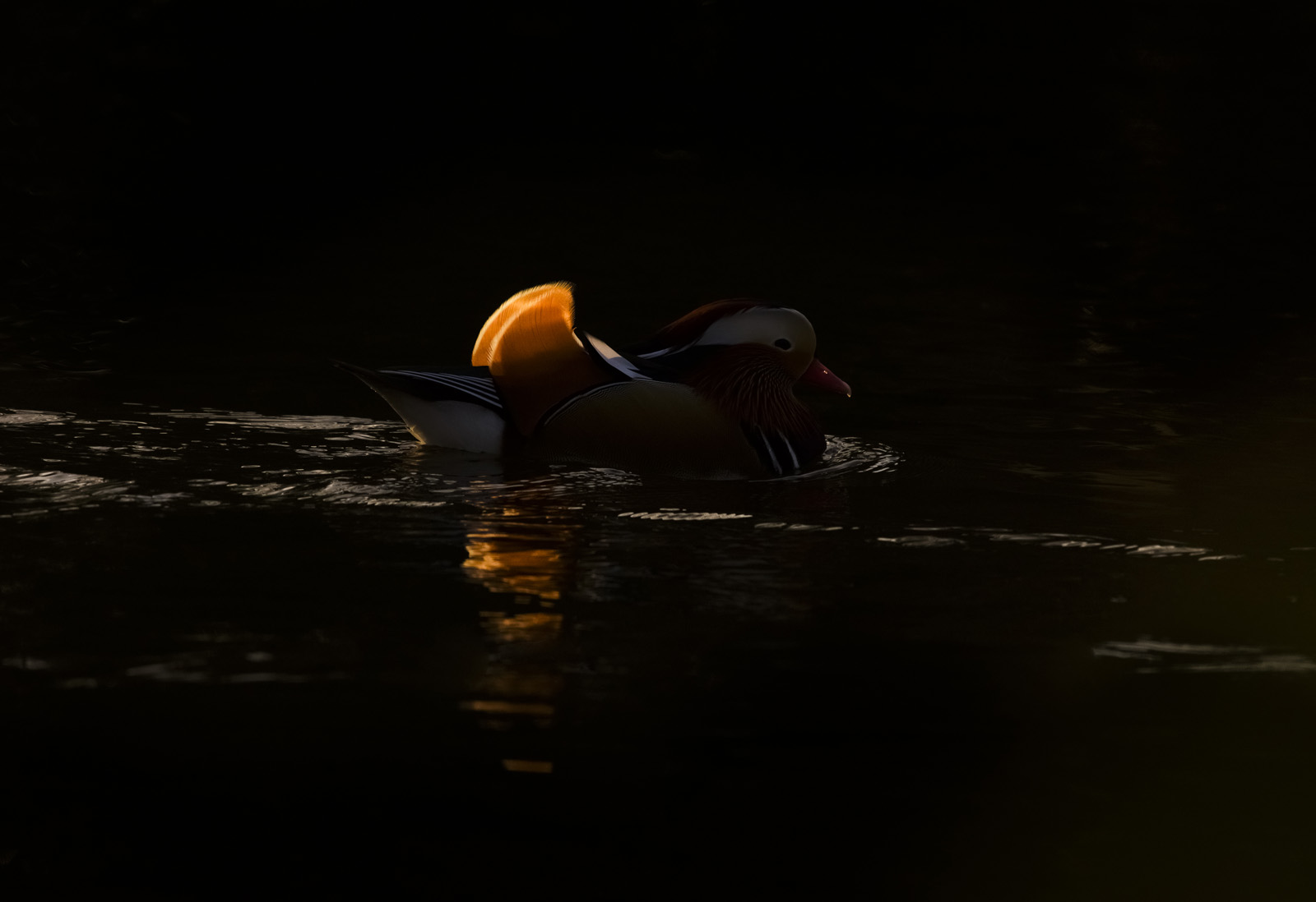 Robert Page Photography - Mandarin Duck