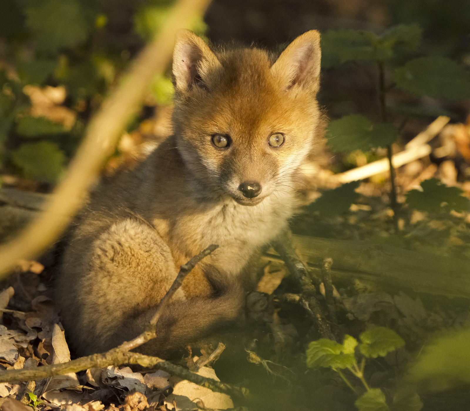 Robert Page Photography - Fox Cub