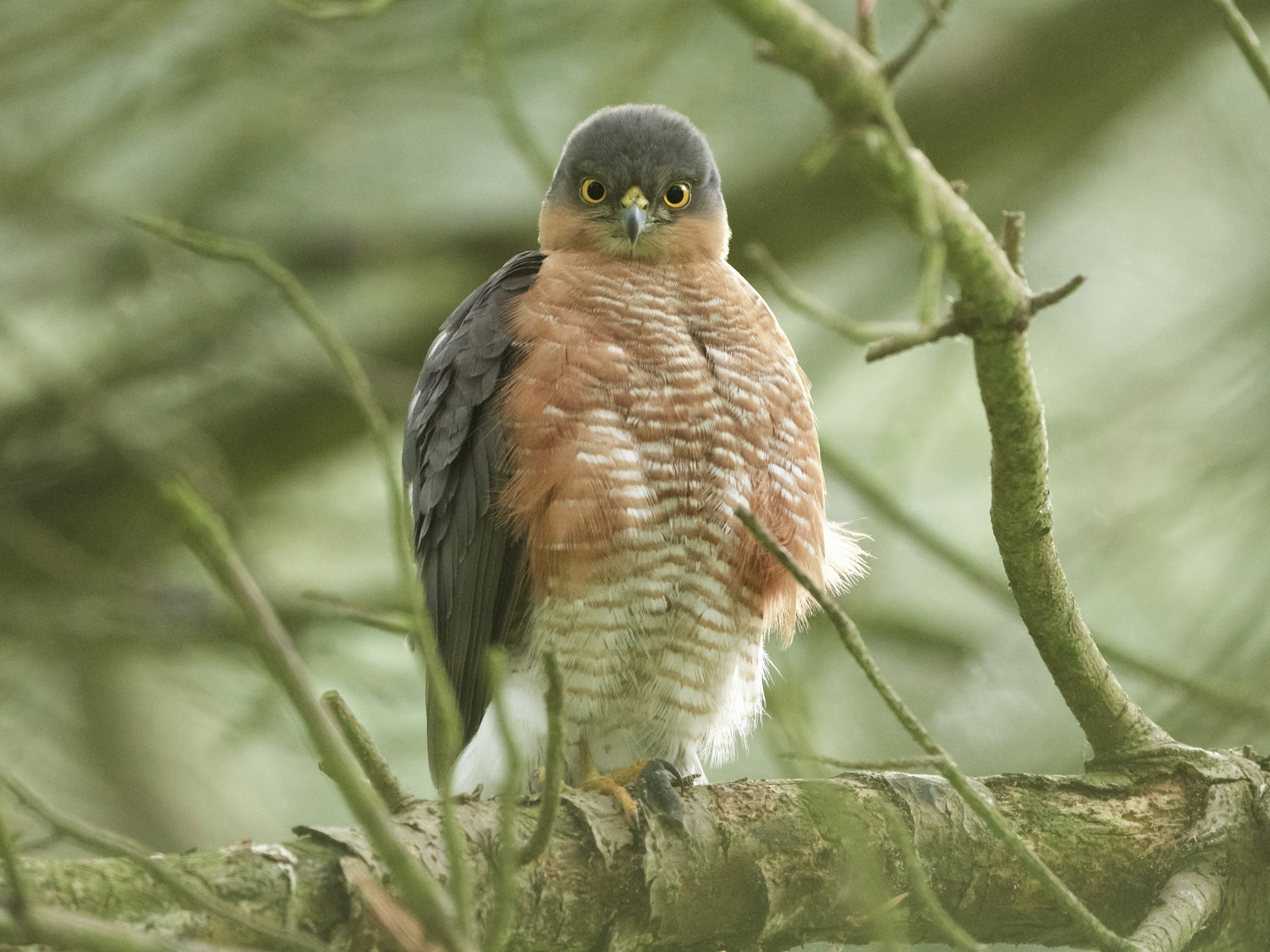 Robert Page Photography - Sparrowhawk