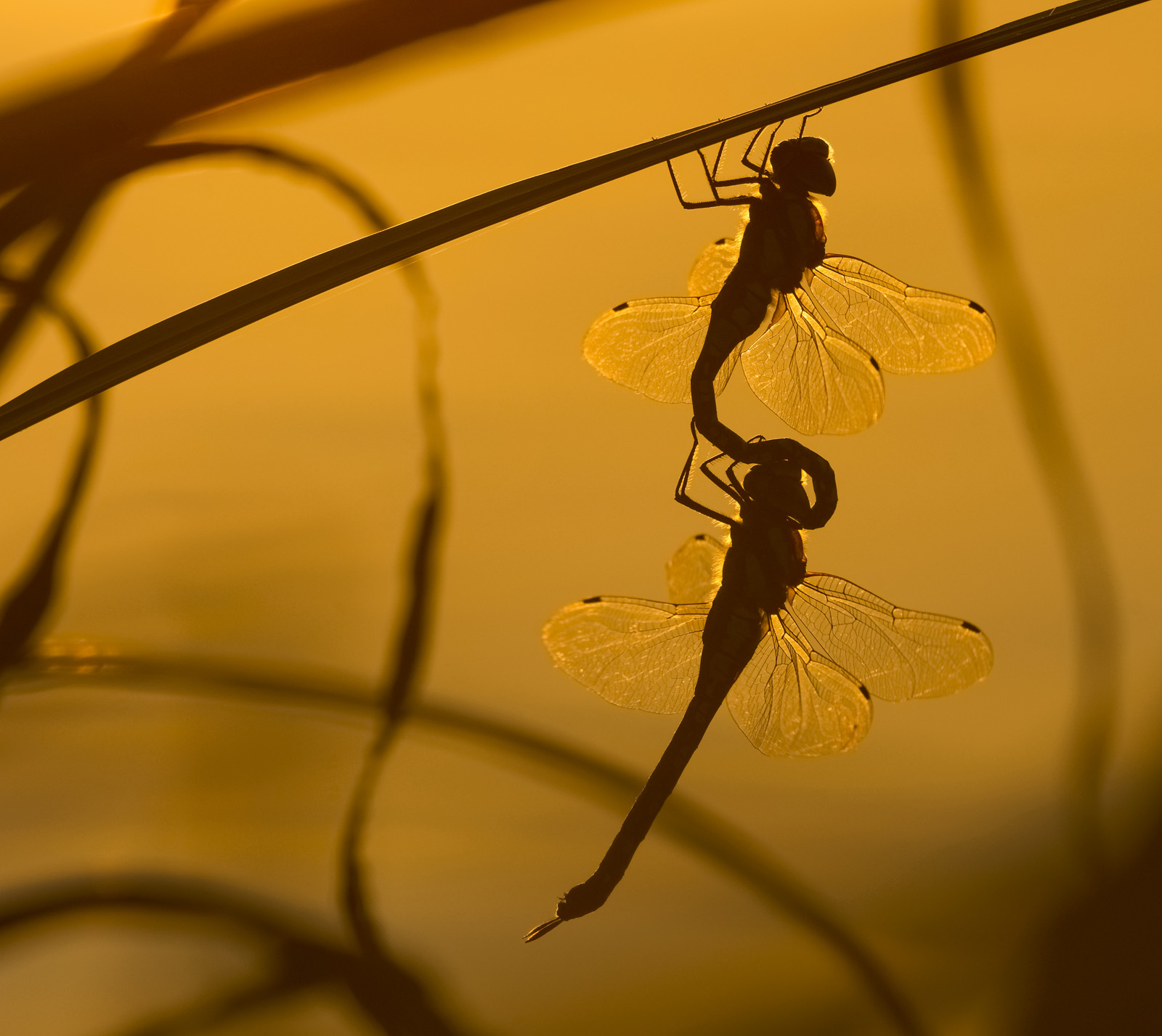 Robert Page Photography - Dragonflies