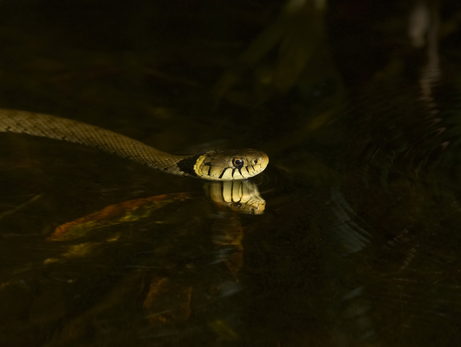 Robert Page Photography - Grass Snakes