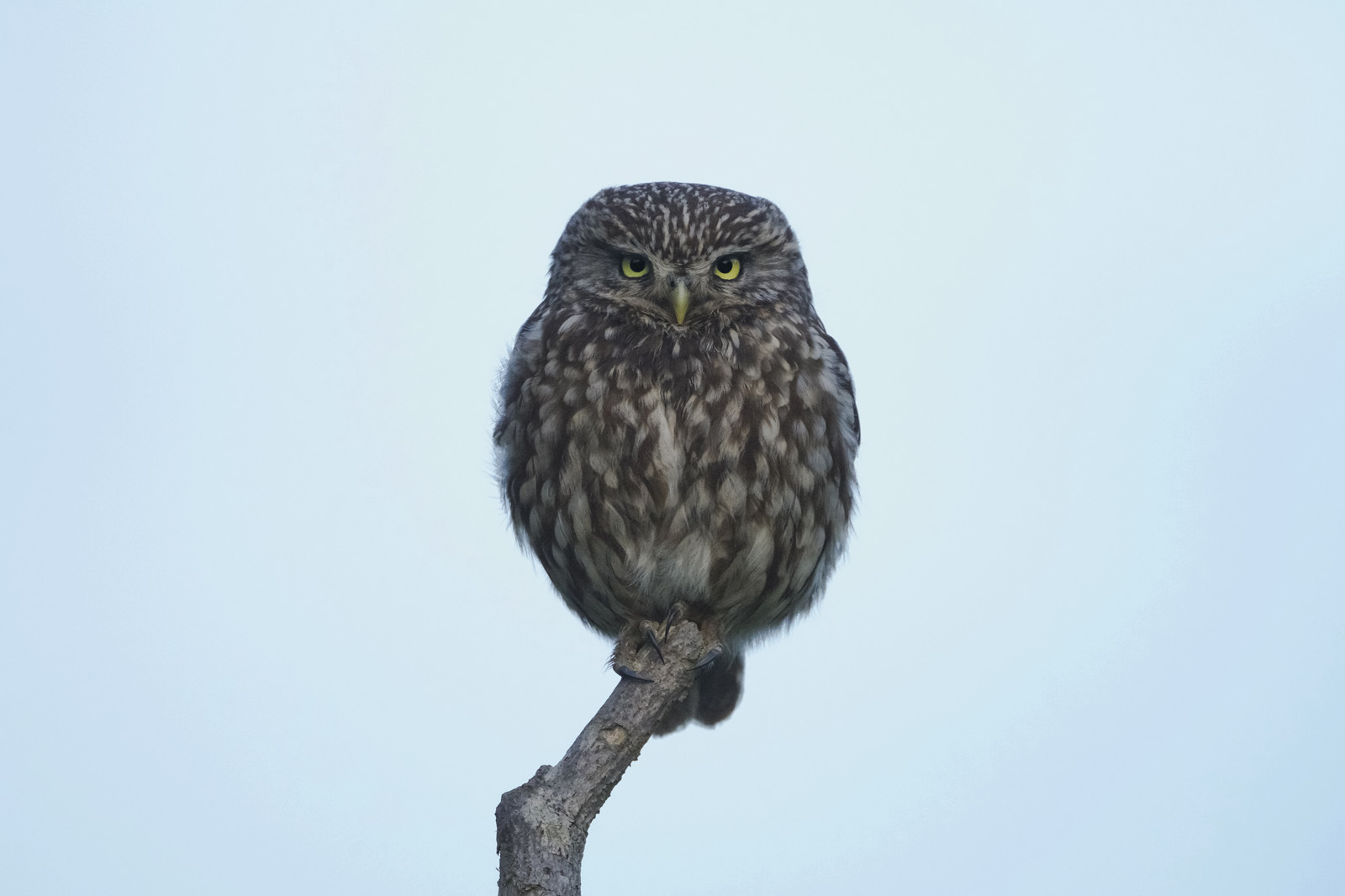 Robert Page Photography - Little Owl