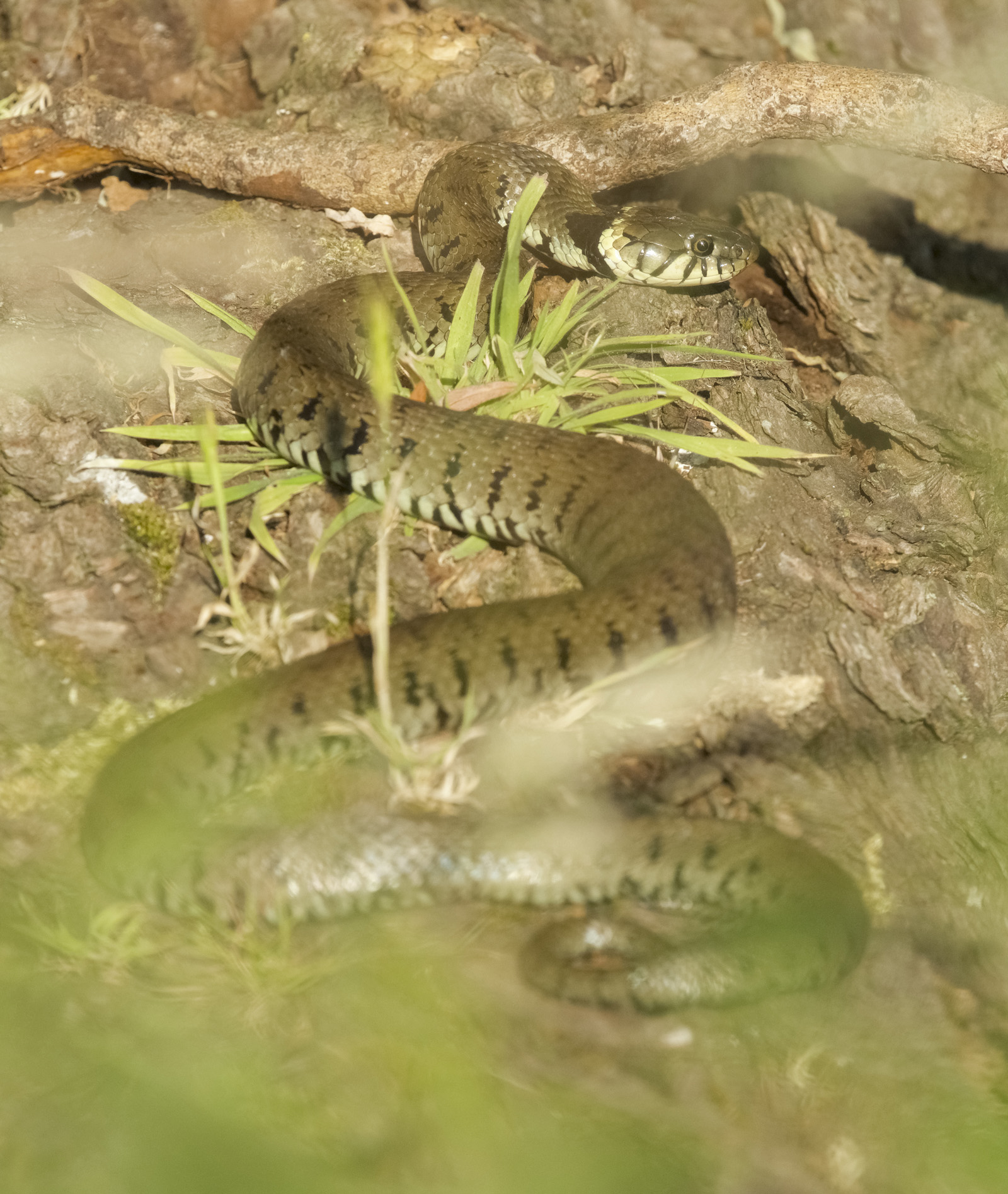 Robert Page Photography - Grass Snakes