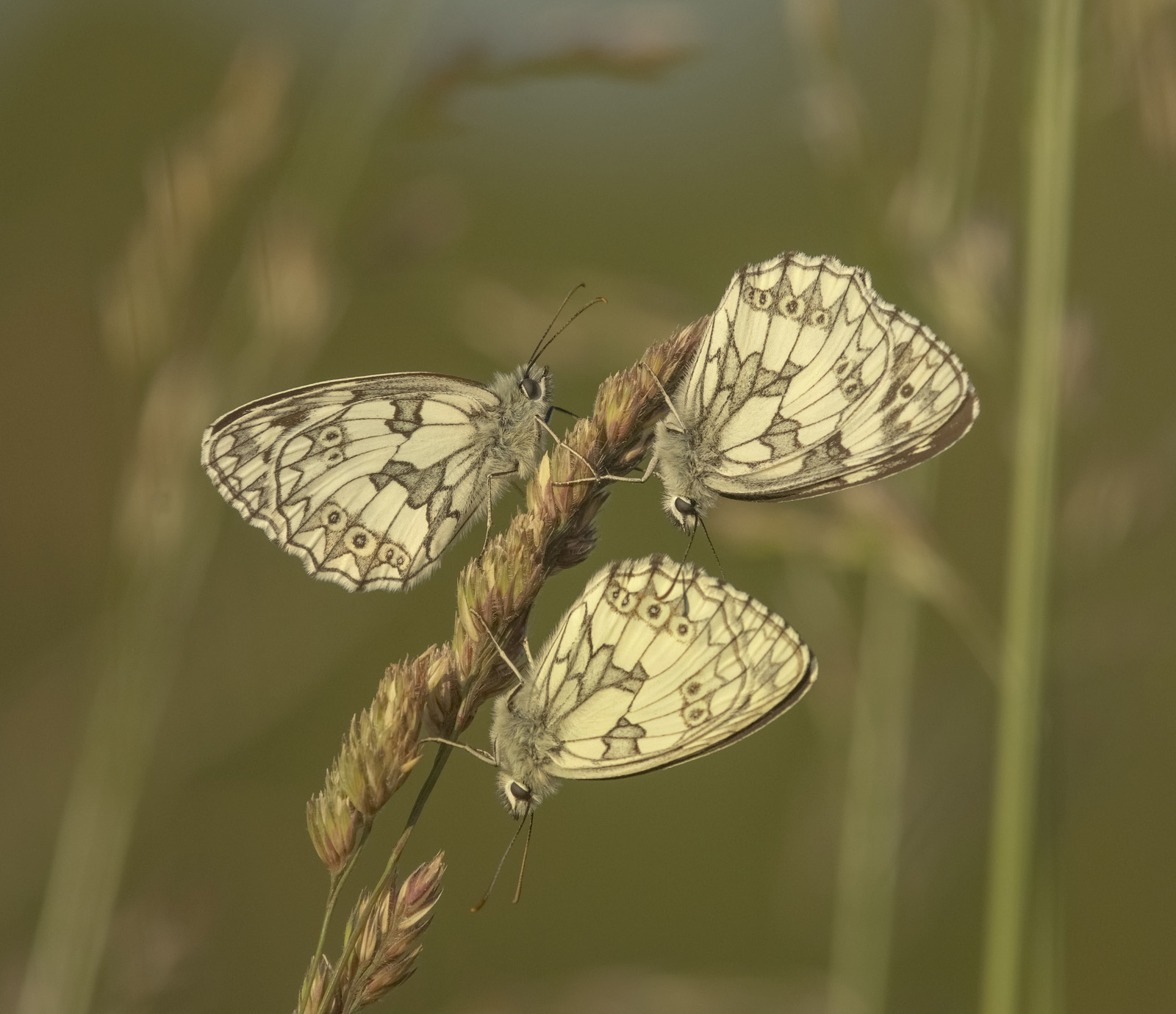 Robert Page Photography - Marbled Whites
