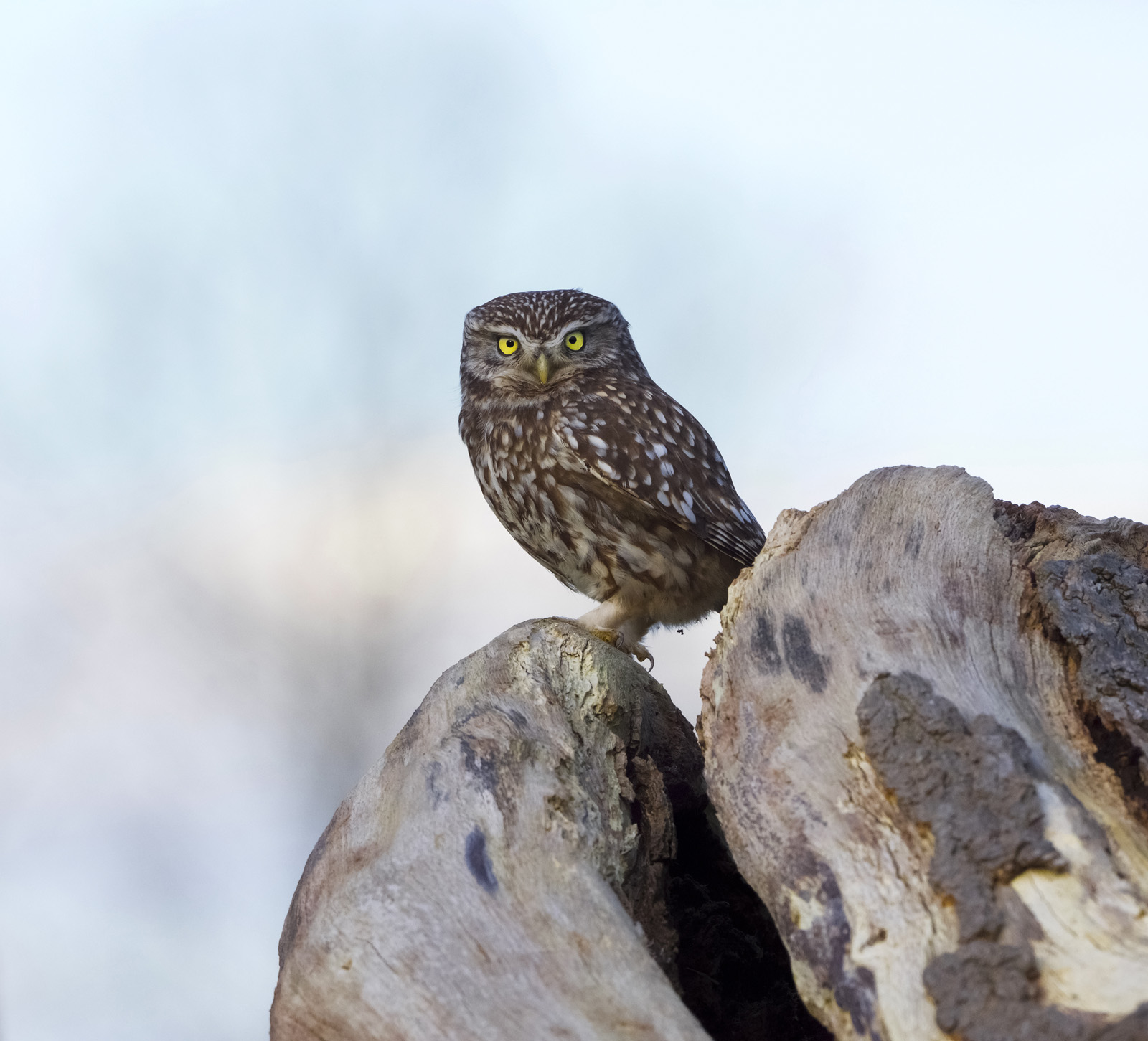 Robert Page Photography - Little Owl
