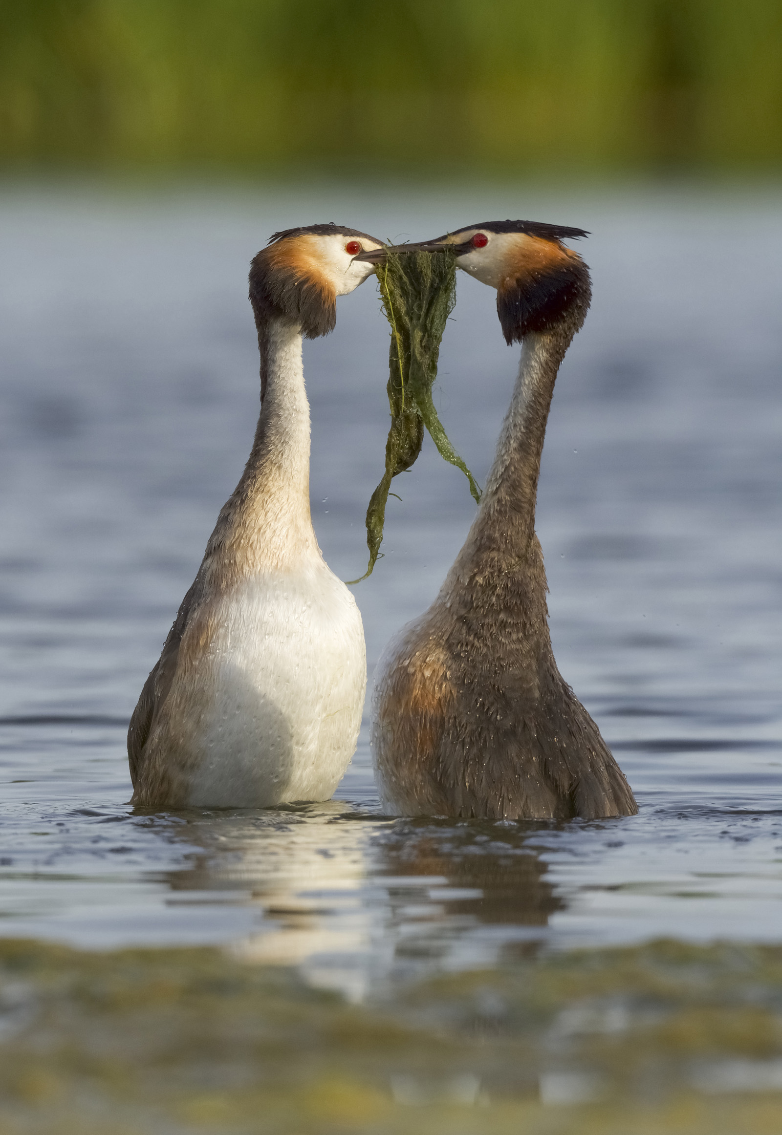 Robert Page Photography - Great Crested Grebes