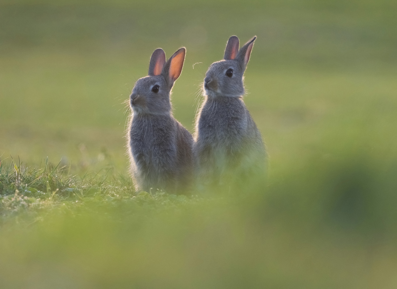 Robert Page Photography - Rabbits