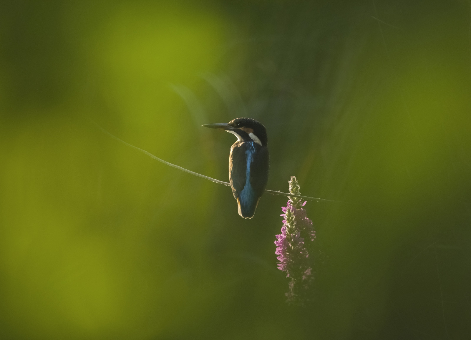 Robert Page Photography - Kingfisher