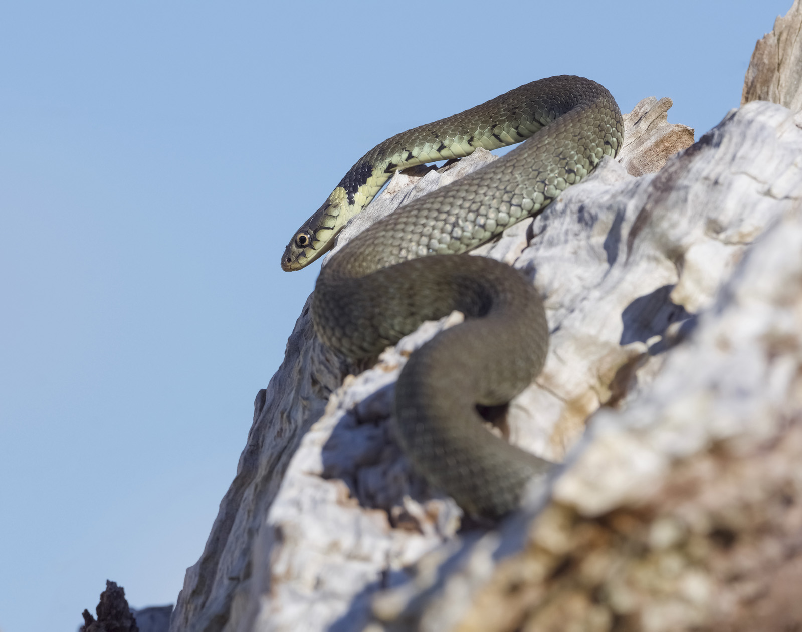 Robert Page Photography - Grass Snake