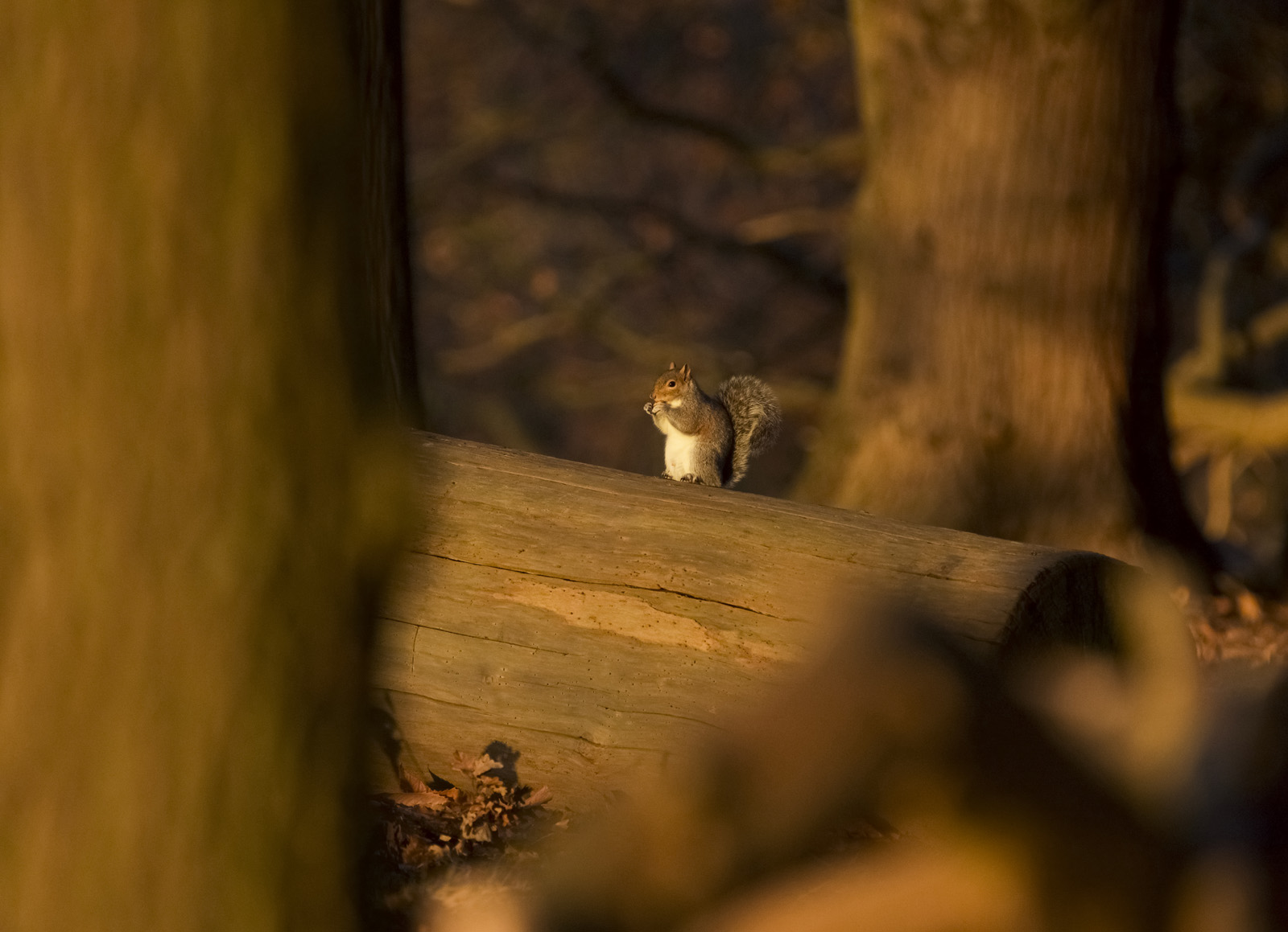 Robert Page Photography - Grey Squirrel