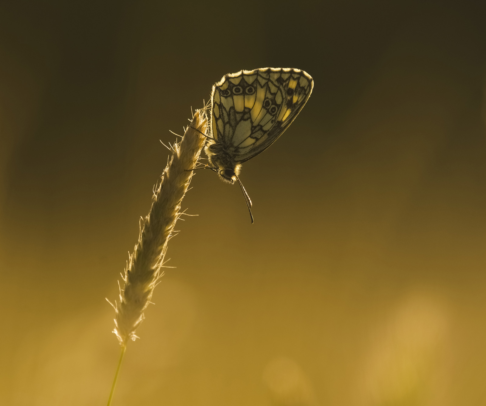 Robert Page Photography - Marbled White