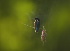 Robert Page Photography