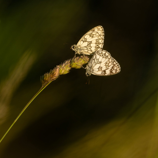 Robert Page Photography