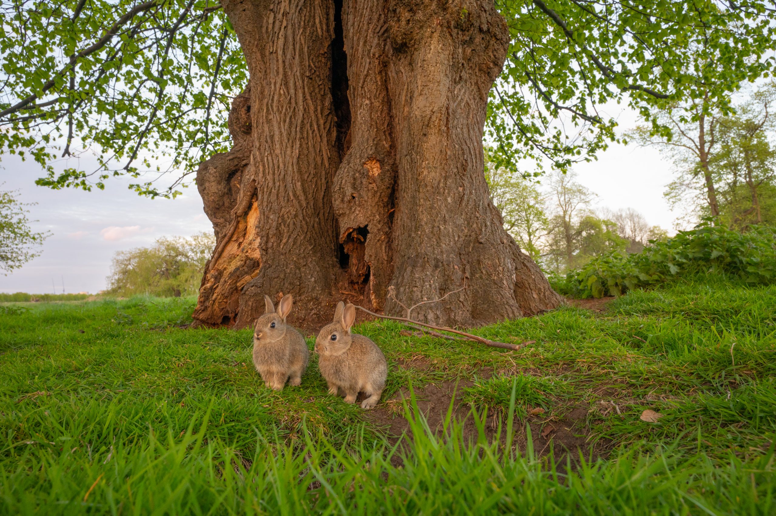 Robert Page Photography