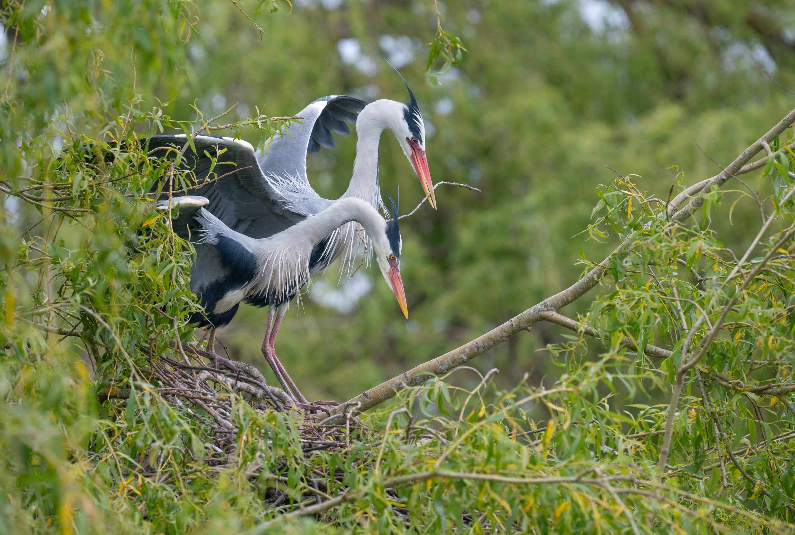 Robert Page Photography