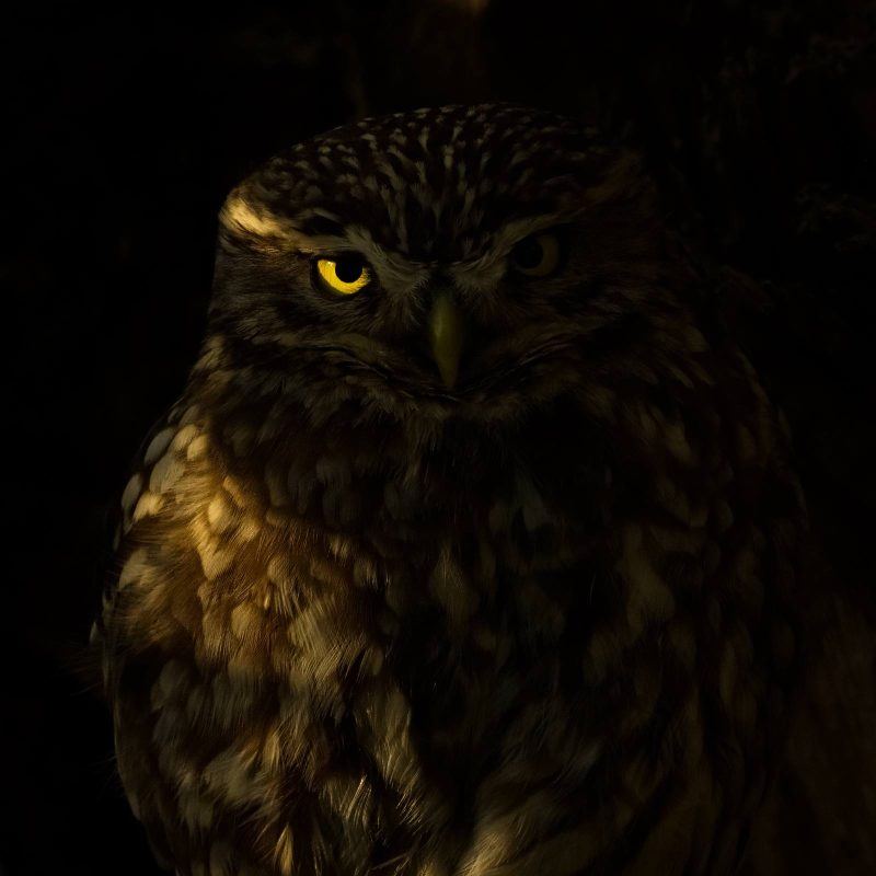 Robert Page Photography