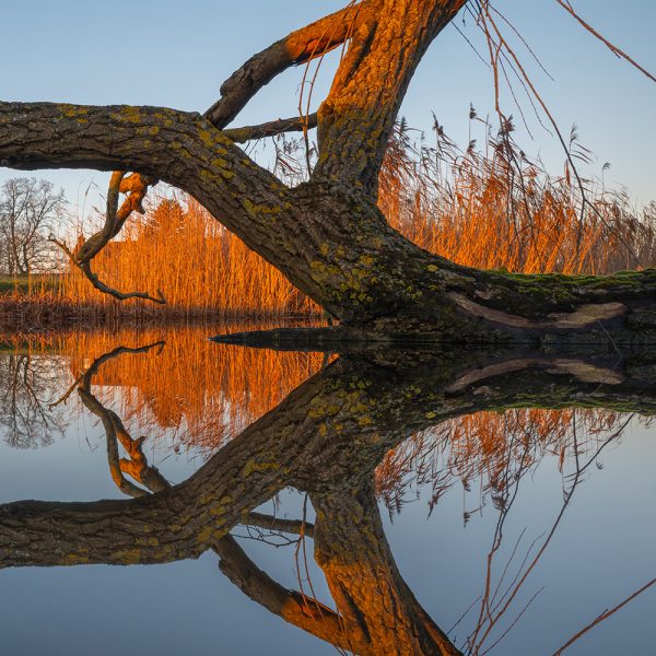 Robert Page Photography