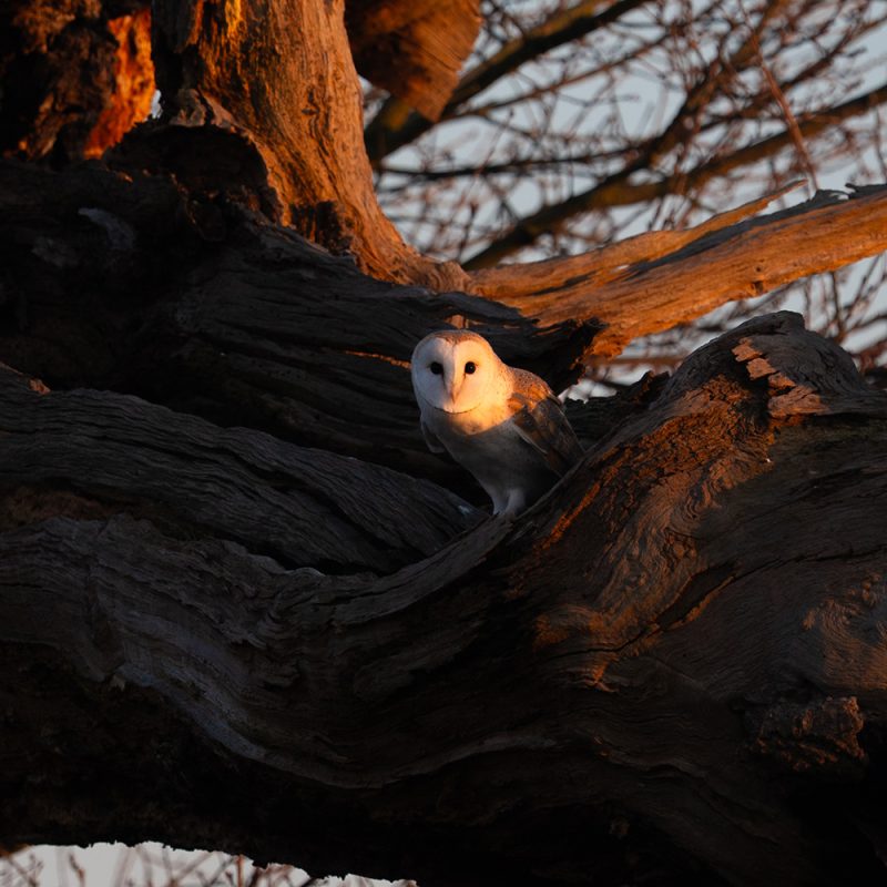 Robert Page Photography