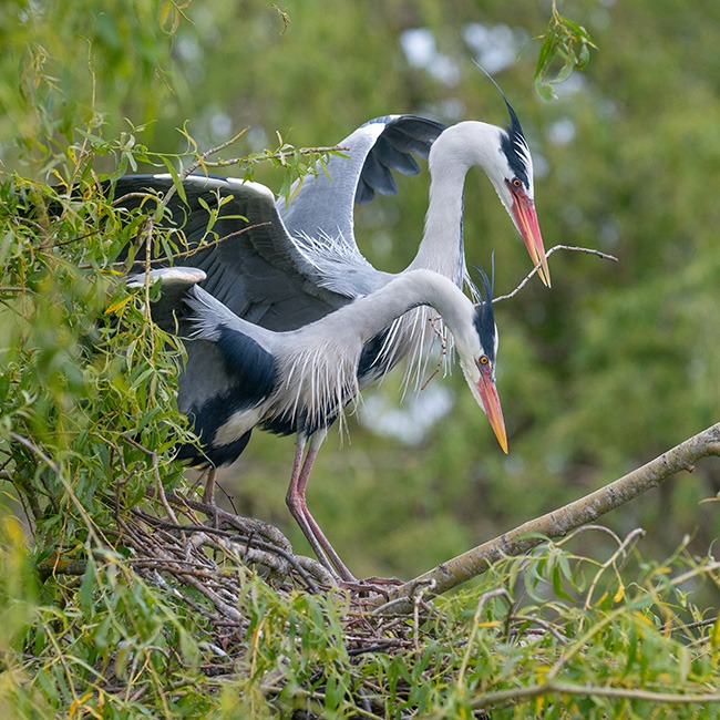 Robert Page Photography