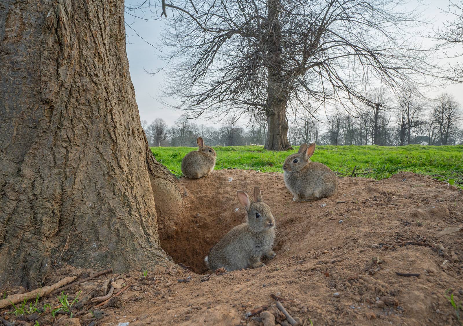 Robert Page Photography