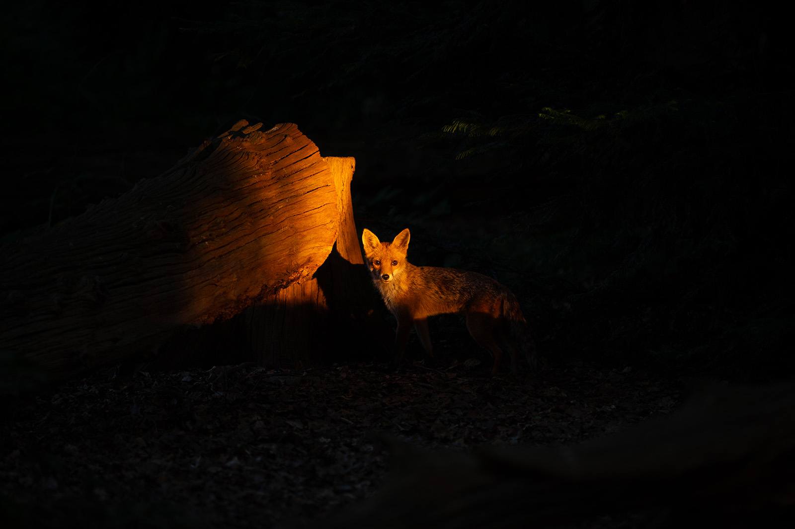 Robert Page Photography